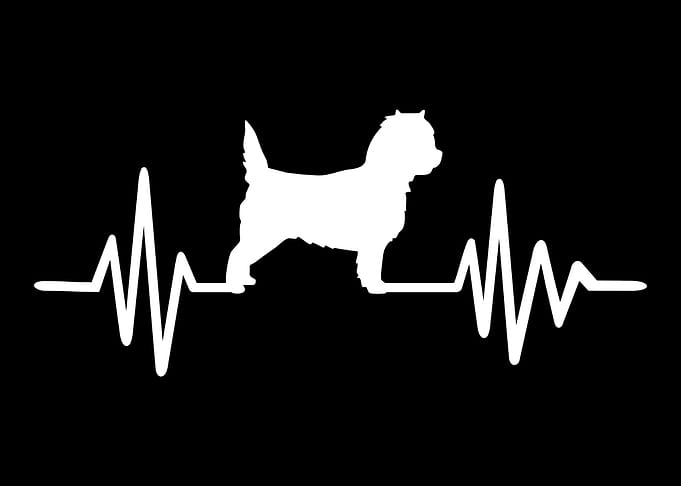 Cairn Terrier