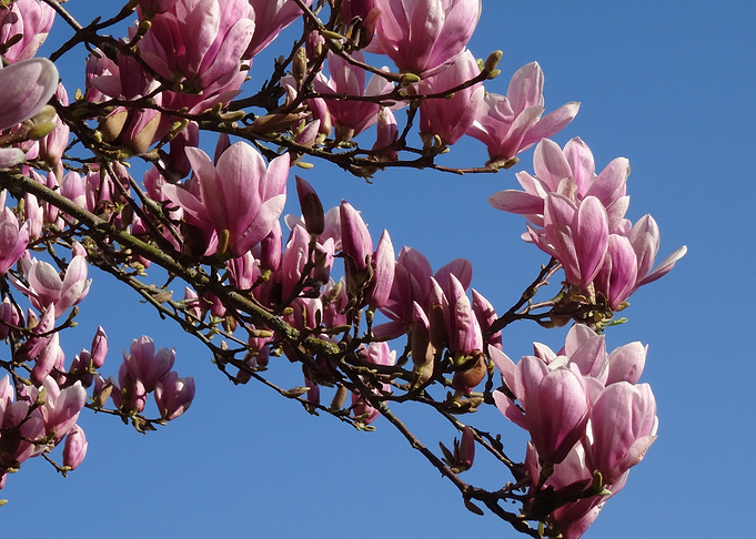 Pink Flowers