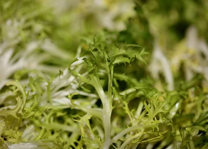 Cichorium endivia salad