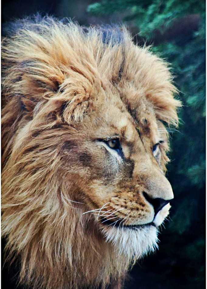 Majestic Lion