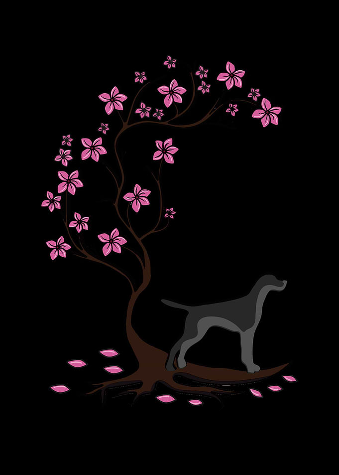 Cute German Shorthair