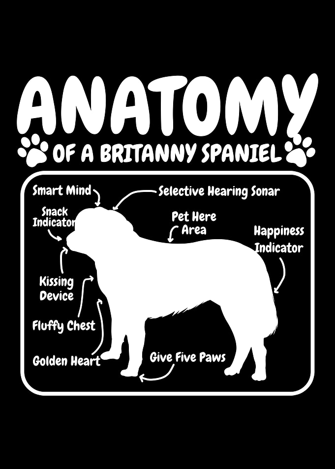 Britanny Spaniel Dog Anato