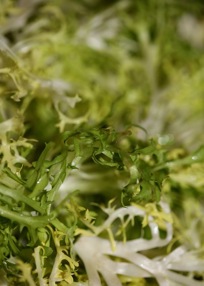 Cichorium endivia salad
