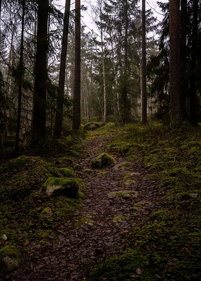 Foggy forrest
