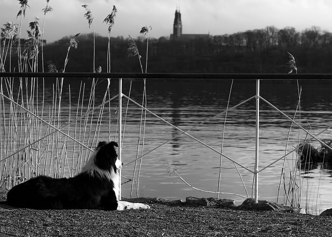 Dog watching
