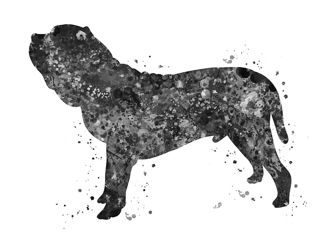 Neapolitan mastiff