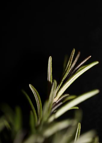 Rosmarinus lamiaceae macro