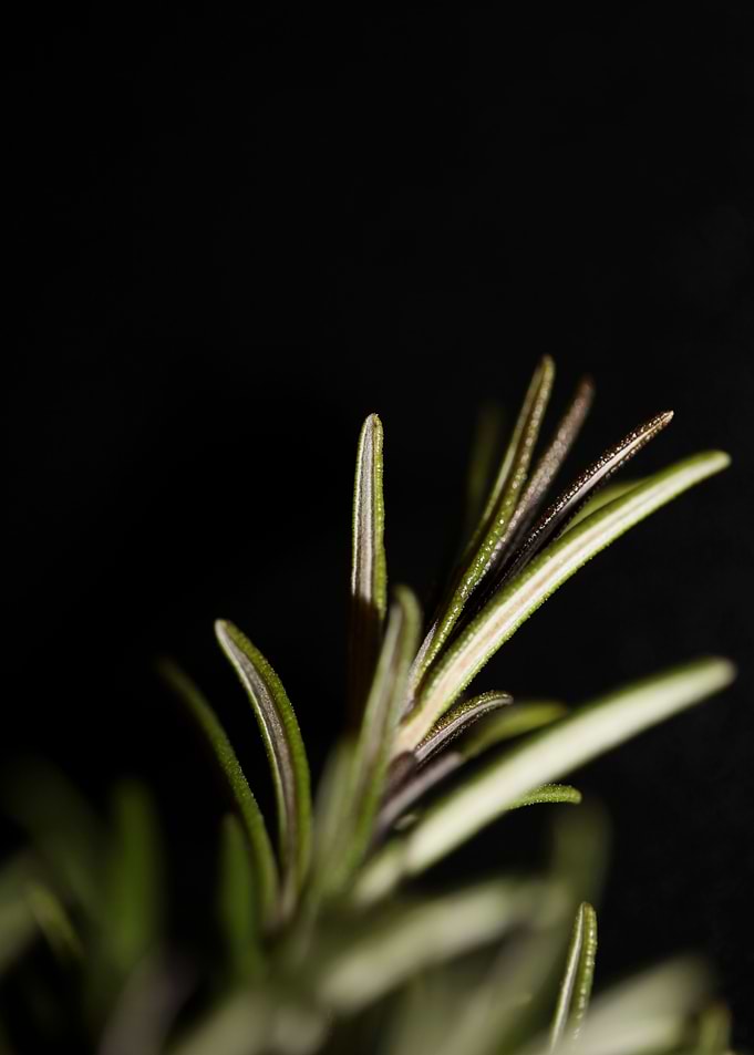 Rosmarinus lamiaceae macro