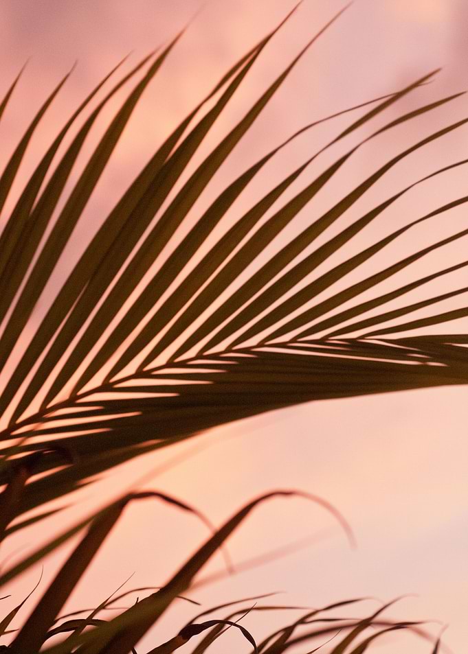 Blush Sunset Palm Leaf 1
