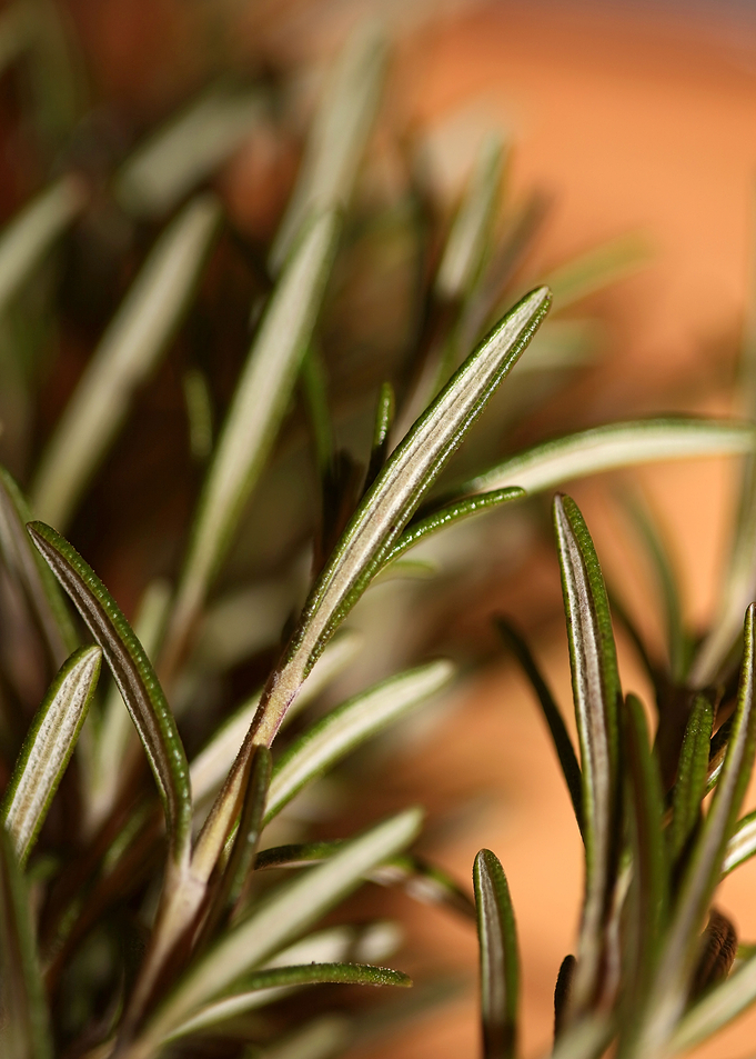 Rosemary flower lamiaceae