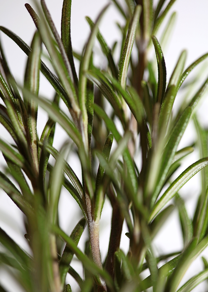 Rosemary flower lamiaceae