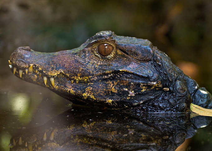 Reptile