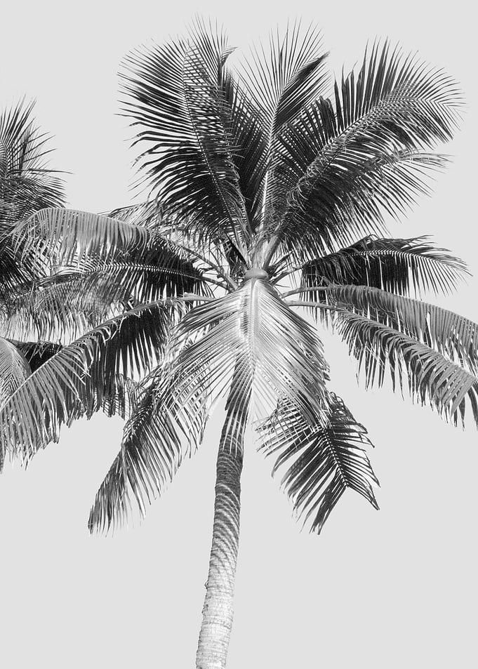 Palm Tree Cali Summer 2