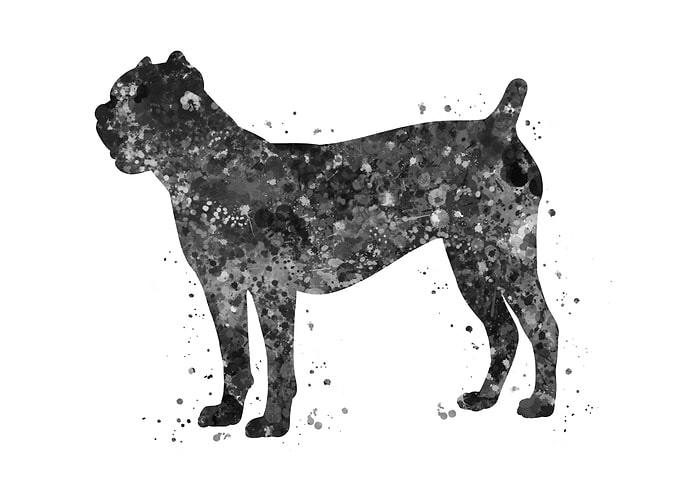 Cane corso
