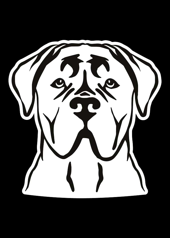 Cane Corso