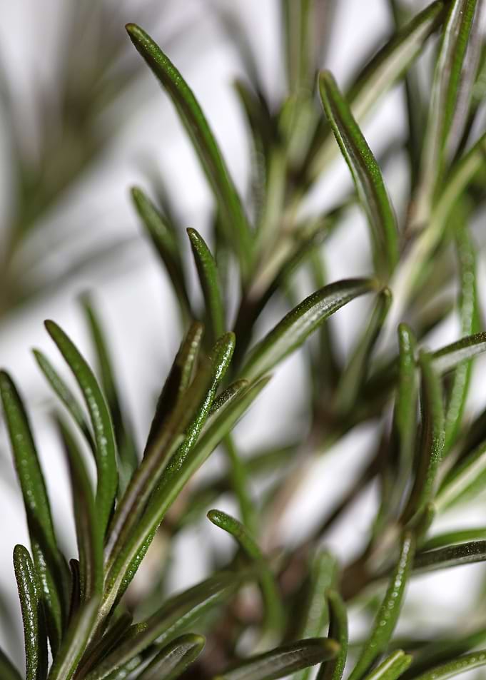 Rosemary flower lamiaceae