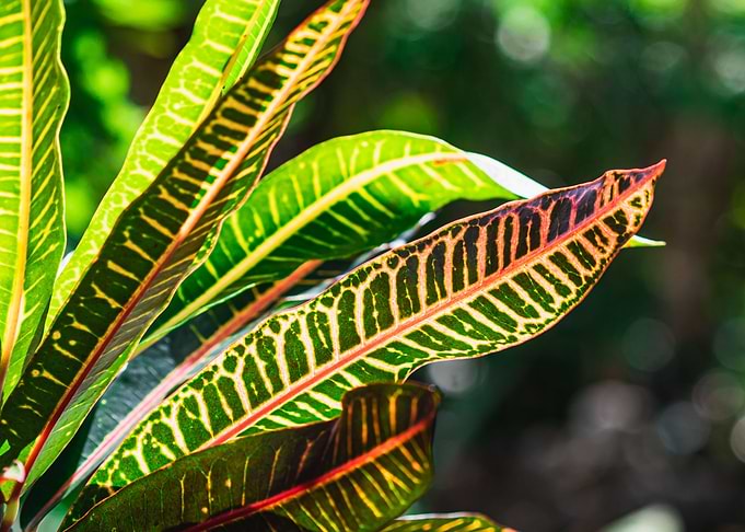 Fire Croton Plant