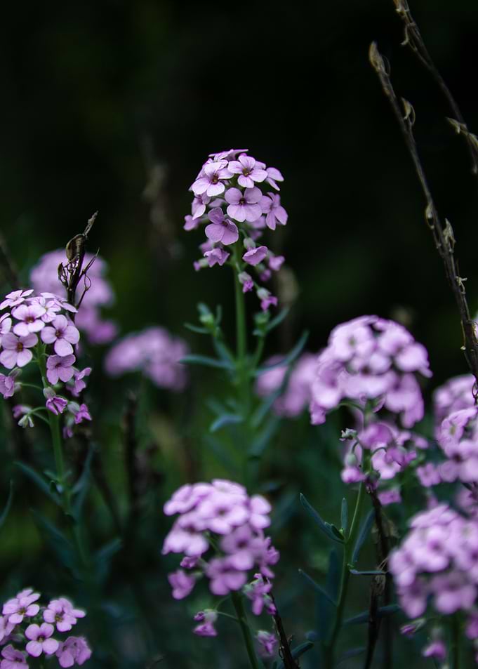Pink flowers