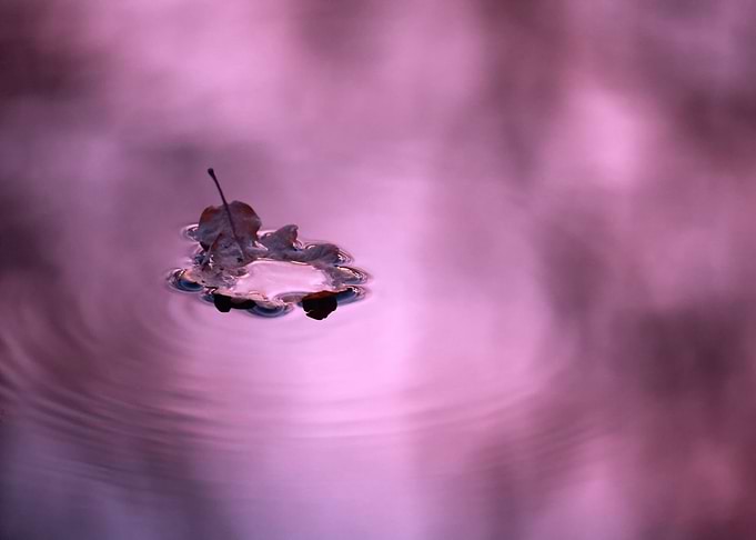 Water leaf