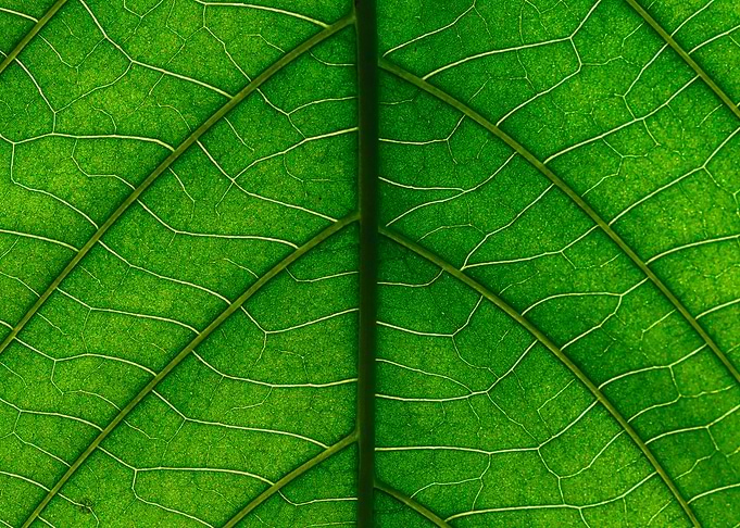 green Leaf