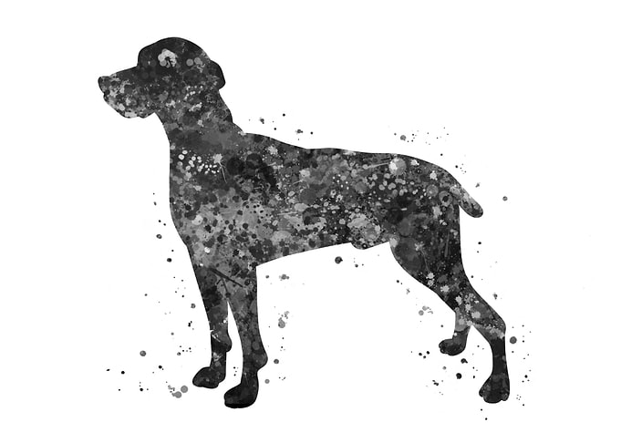 Weimaraner