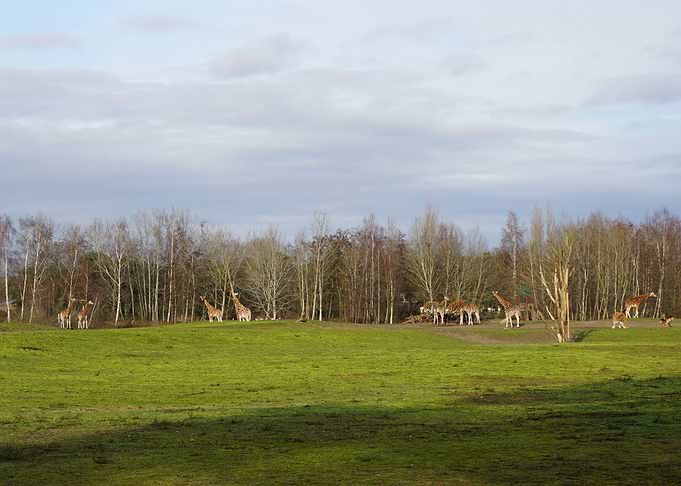 Giraffes in a field