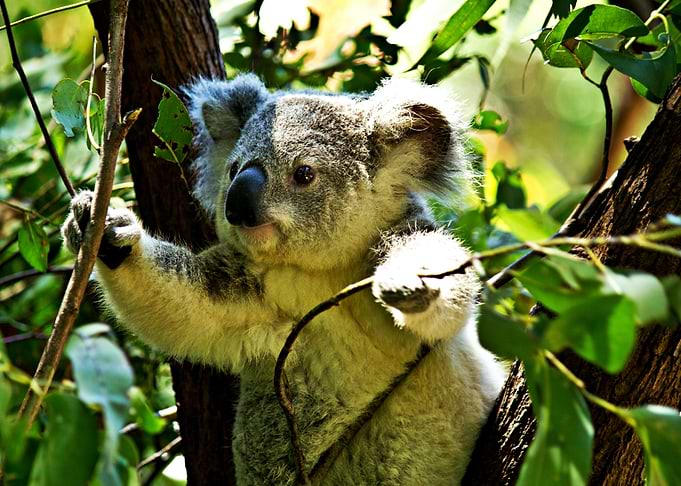 Cute Koala