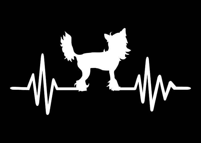 Chinese Crested