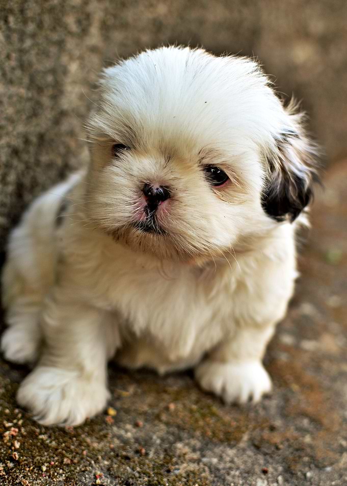 Cute Puppy