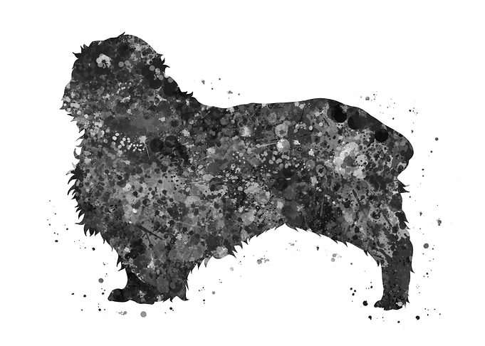 Clumber Spaniel