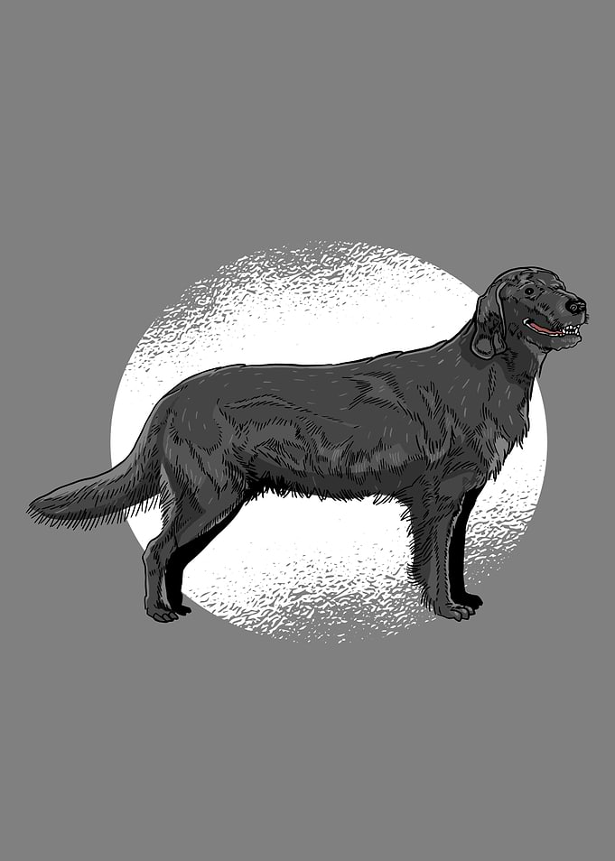 BLACK RETRIEVER DOG