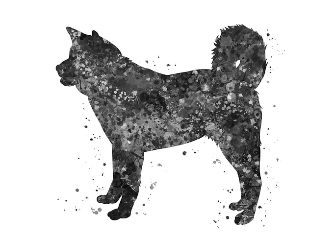 Akita dog