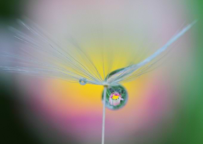 Sweet umbrella