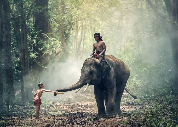 Elephant ride