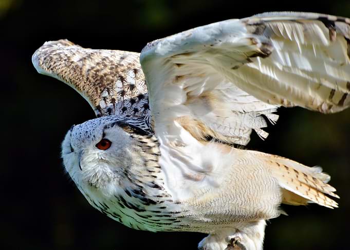 Owl hunt