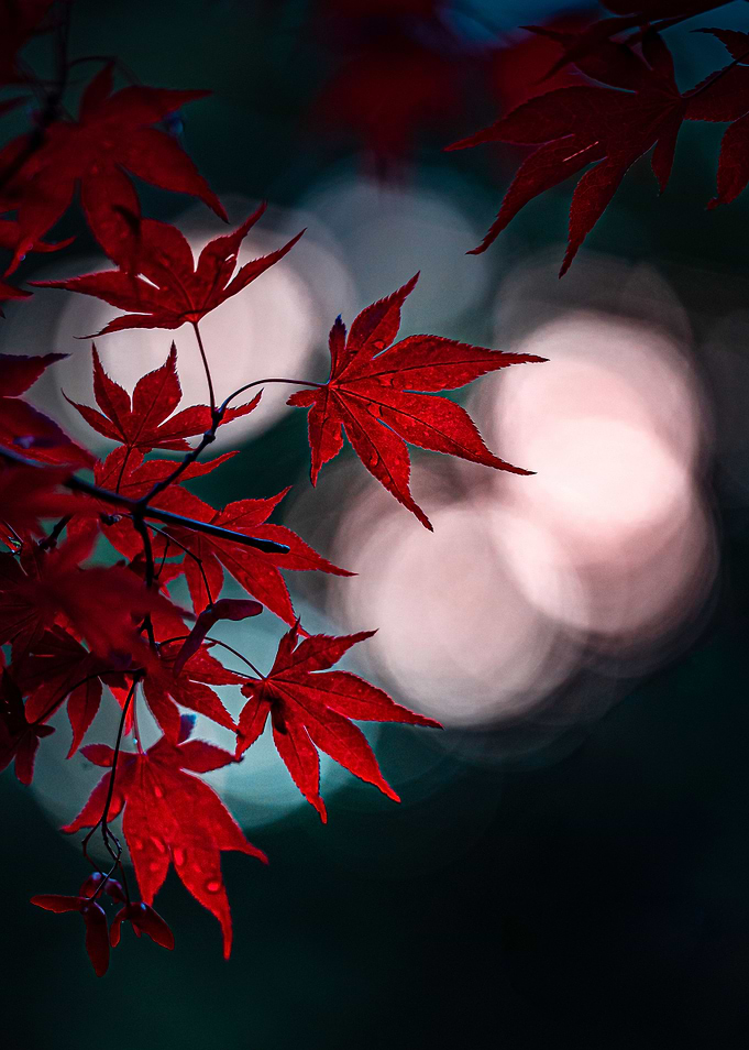 Autumn vibe