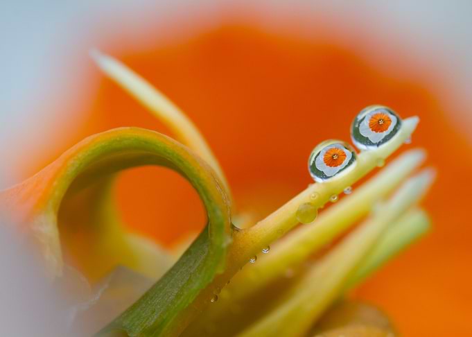 Orange eyes