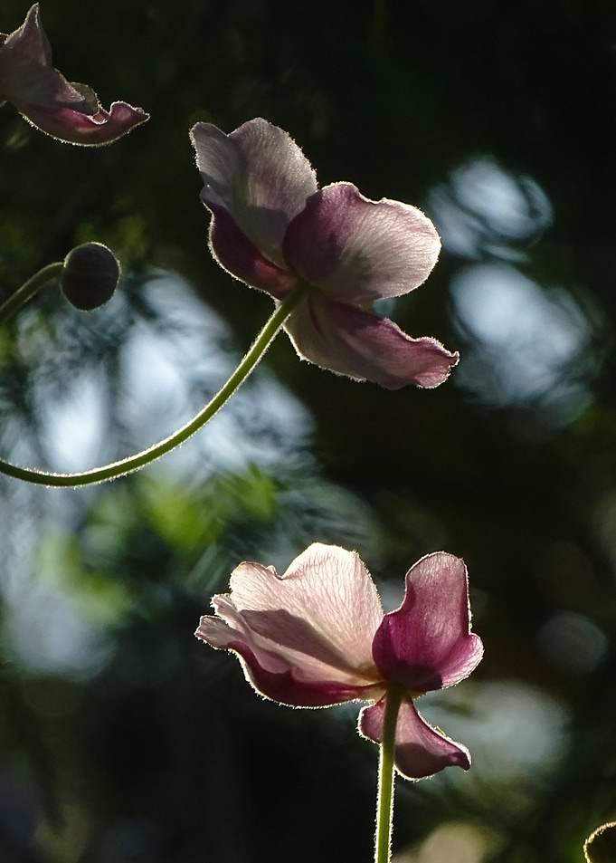 Mystical flowers