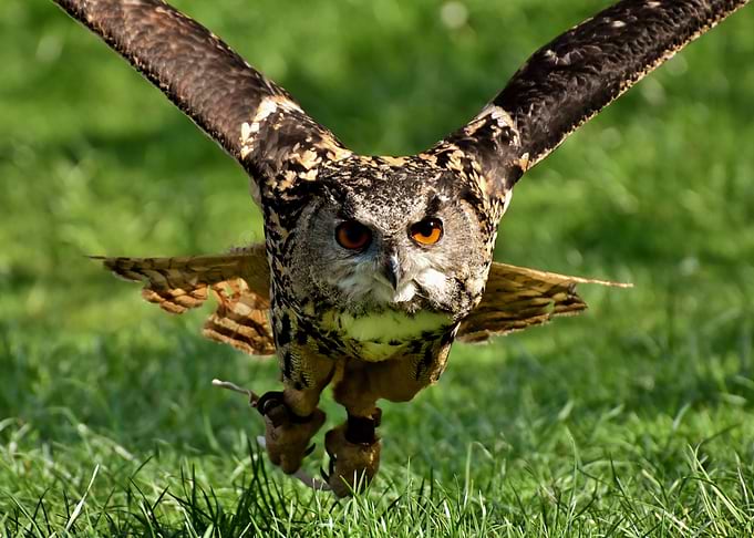 Owl Take Off