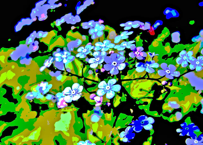 forget me not