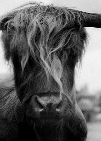 Norwegian Highland Cattle