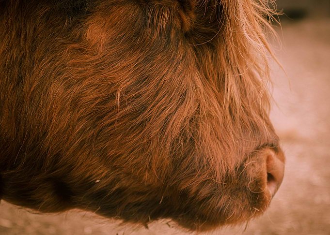 Cow portrait