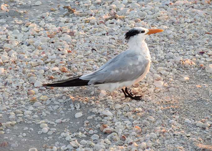 Seagull Posing