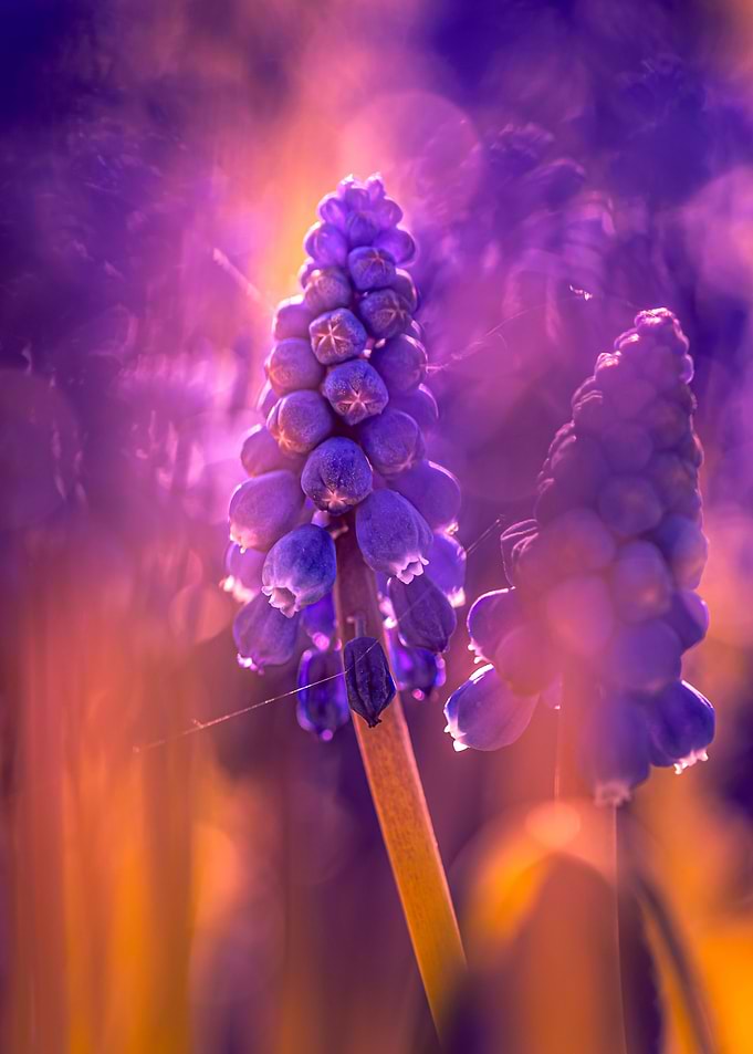 Violet Sunset