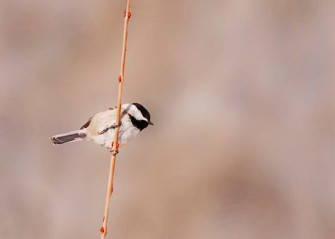 Black capped chickadee