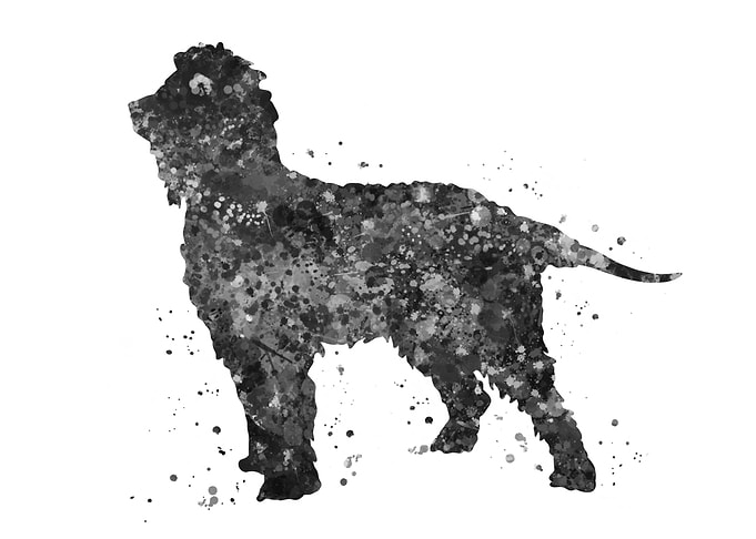Irish water spaniel