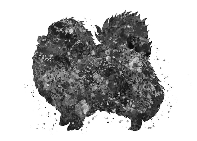 Pomeranian