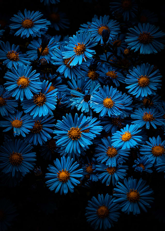 Blue meadow