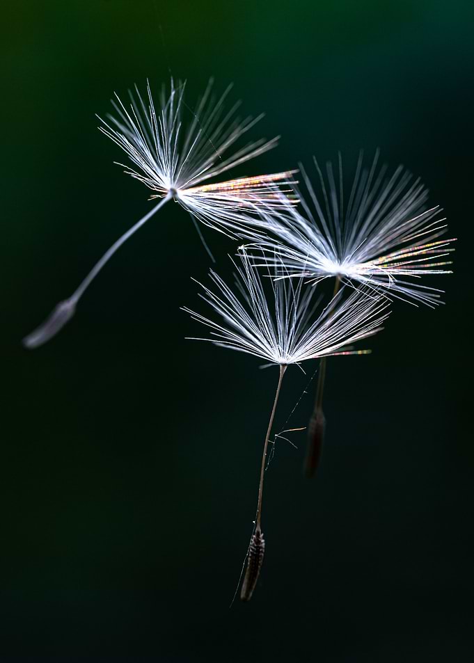 Parachutes