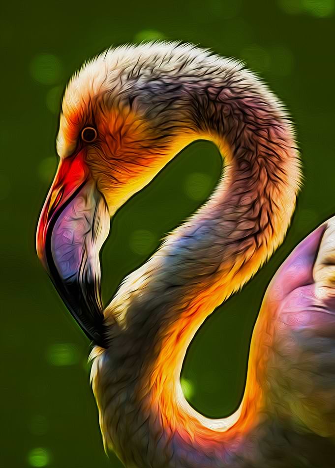 Flamingo